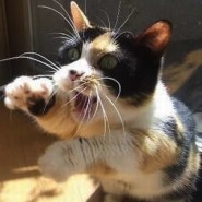 Los gatos agresivos