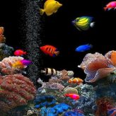 Peces que no pueden vivir en un Acuario