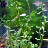 Plantas de acuario