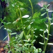 Plantas de acuario