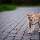 Por qué los Gatos mueven la Cola
