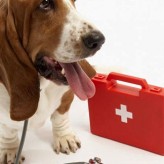 Primeros auxilios para perros