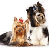 Razas de Perros Silky Terrier