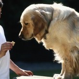 Receta casera para Perros