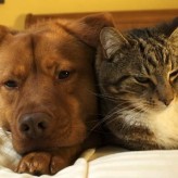 Síntomas de la alergia a las Mascotas