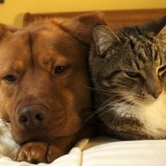 Síntomas de la alergia a las Mascotas