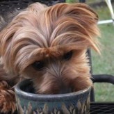 Sopas hechas en casa para Perros
