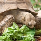 Cómo alimentar las Tortugas de tierra