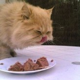 Alimentación para un Gato adulto
