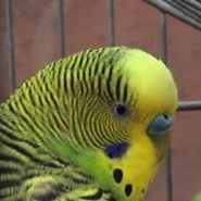 Alimentación y limpieza de los Pericos