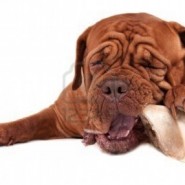 Alimentos perjudiciales para perros