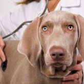 Antiparasitario hecho en casa para Perros