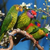 Aves ideales como Mascotas