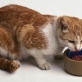Comida casera para Gatos