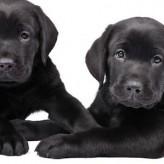 Cómo alimentar a tu cachorro