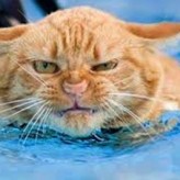 Cómo controlar un Gato Agresivo