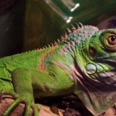 Consejos para alimentar Iguanas