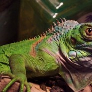 Consejos para alimentar Iguanas
