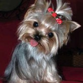 Cuidados para perros Miniatura