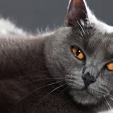 El Chartreux o Gato Cartujo