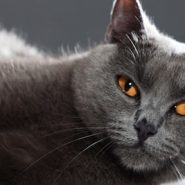 El Chartreux o Gato Cartujo