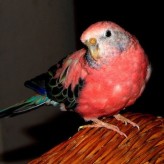 El Periquito Rosado