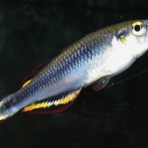 El Pez Espiga