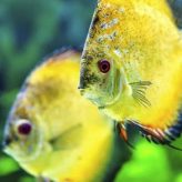 Enfermedad del Terciopelo en los Peces