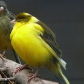 Enfermedades comunes en los Pájaros