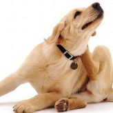 Enfermedades de Piel comunes en Mascotas