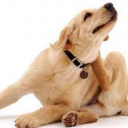 Enfermedades de Piel comunes en Mascotas