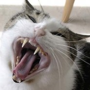 Enfermedades del gato