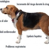 Enfermedades en perros
