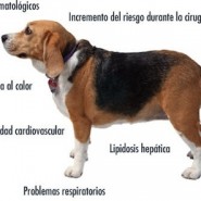 Enfermedades en perros