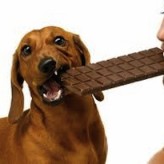 La alimentación del perro