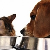 La nutrición de las mascotas