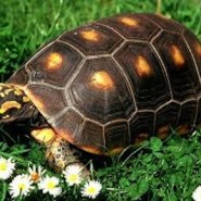 Las Tortugas terrestres