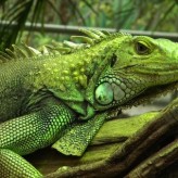 Las enfermedades más frecuentes en las Iguanas