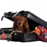 Mascotas en Vacaciones