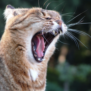 Maullido de los gatos
