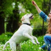Primeros pasos en la educación del Perro