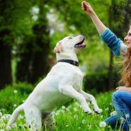 Primeros pasos en la educación del Perro