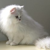 Raza de Gato Persa Chinchilla