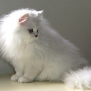 Raza de Gato Persa Chinchilla