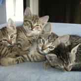 Raza de Gato común Europeo