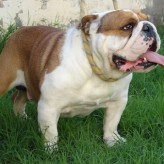 Salud del Bulldog Inglés