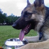 Sopas deliciosas para Perros