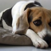 Tratamiento de la Artritis en Perros