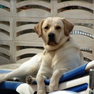 Ventajas de tener un perro educado