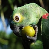 Alimentación adecuada para Loros